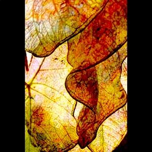 Abstract leaf print. 8x10 find art archival print